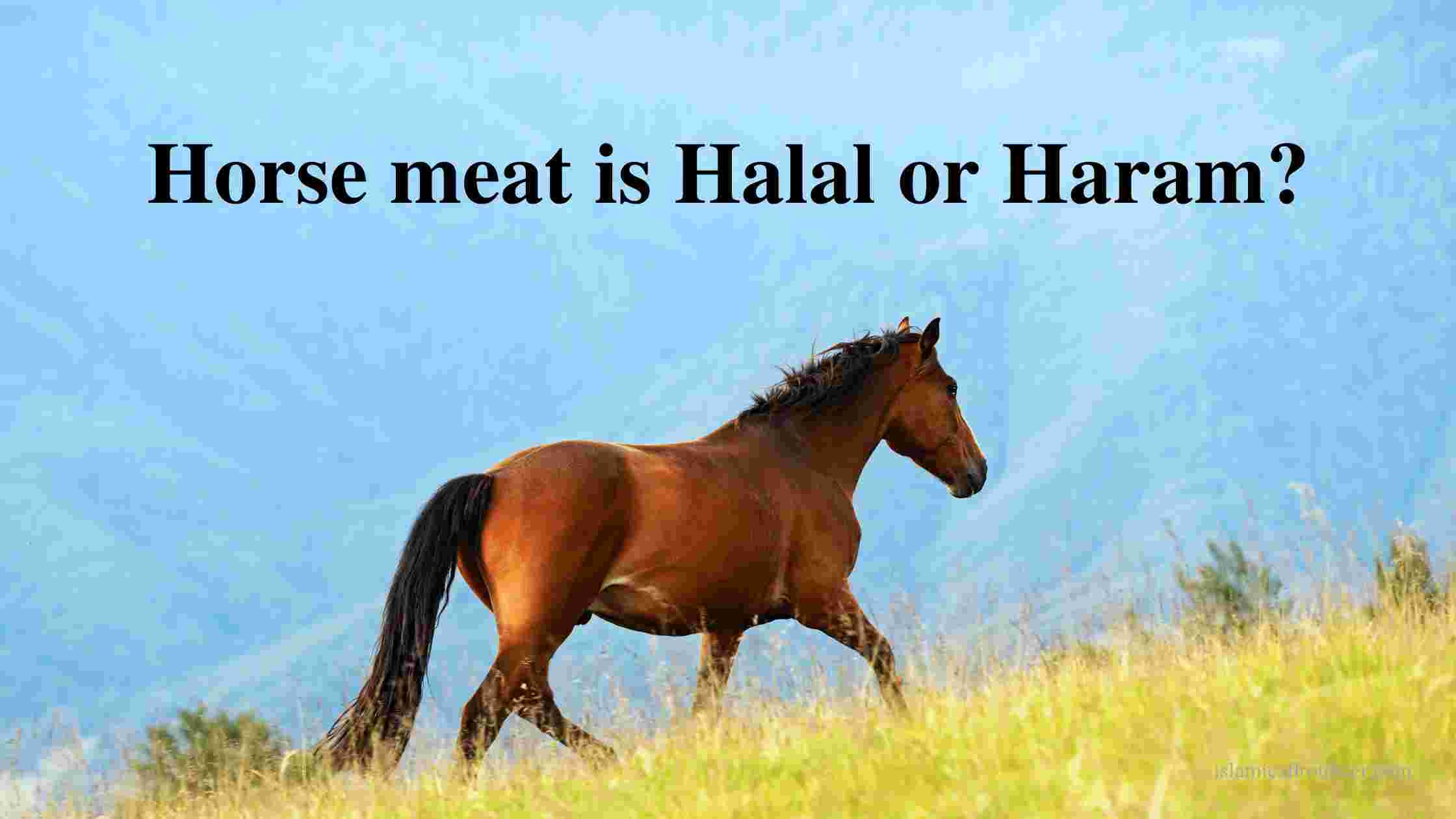 Horse meat is Halal or Haram